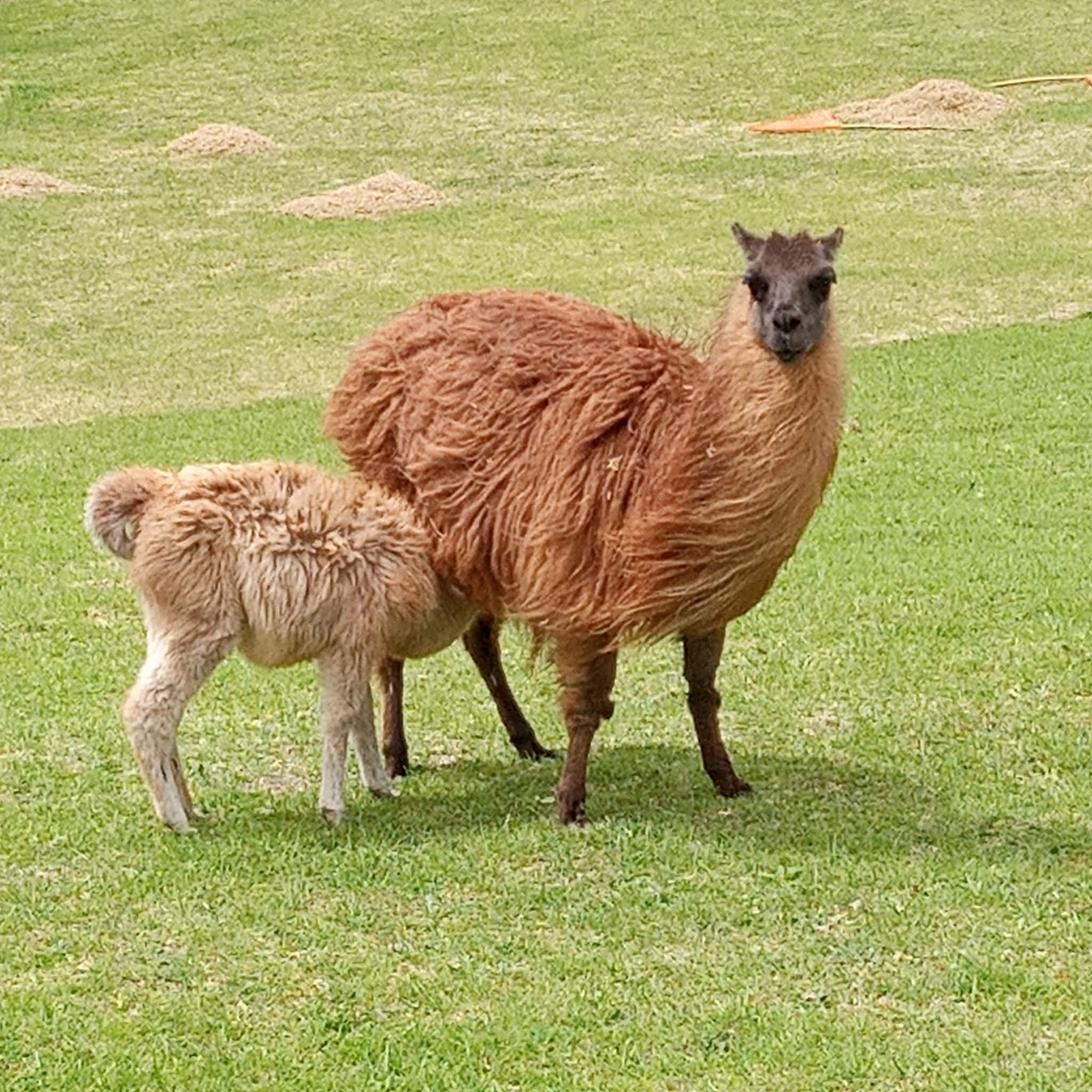 The Hypoallergenic Benefits of Alpaca Wool: Perfect for Sensitive Skin